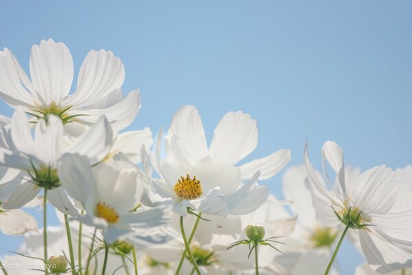 A flower on a blue sky background