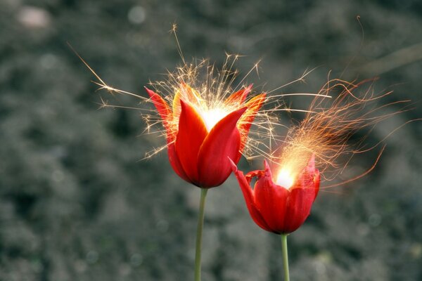 Glockenblumen in der Natur mit Funken