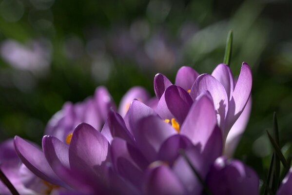 Photo de gros plan de safran lilas