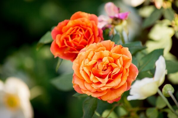 Boutons de rose orange parmi les verts