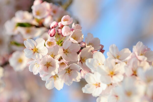 Kwiaty zdjęcie gałęzi Sakura na wiosnę