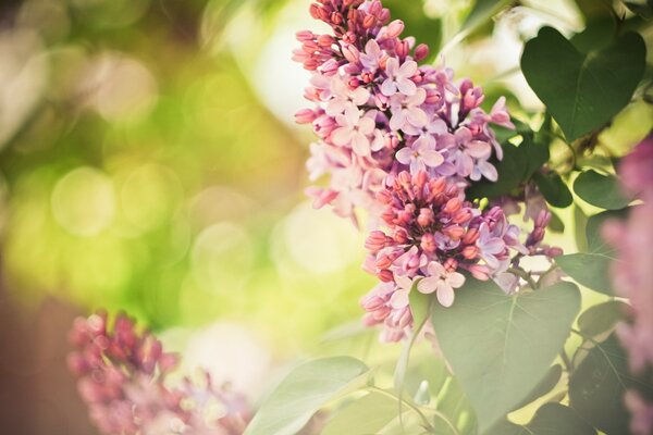 Flores de lila púrpura en primavera