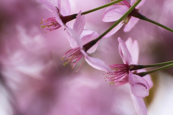 Piccoli fiori rosa su sfondo sfocato