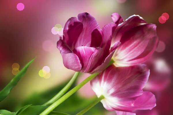 Beautiful pink tulip flowers