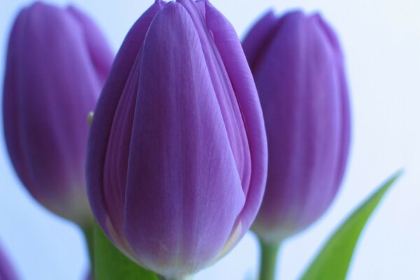 Purple tulips on a white background