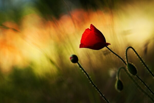 Rote Mohnblume auf einem grünen Hintergrund