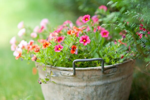 Delicate and cute flowers planted in a bucket