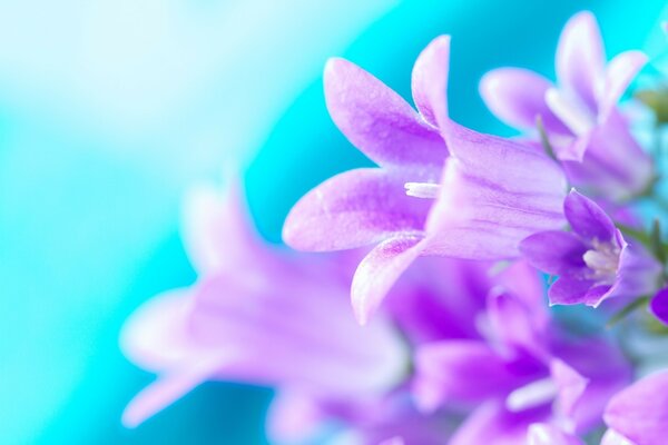 Macro photography of plants: purple flowers