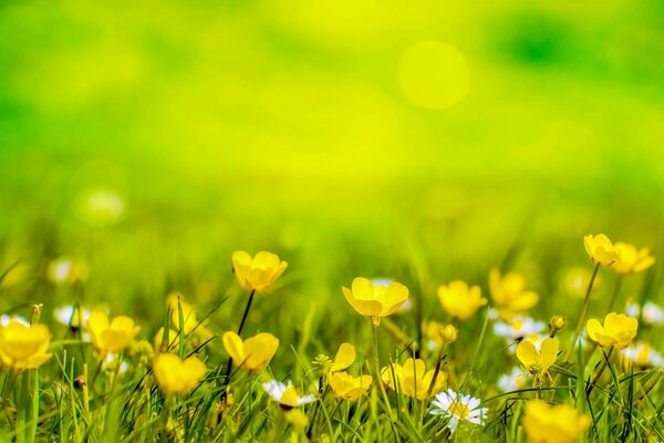 A yellow flower in a field among the grass