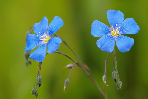 Flax flowers blue buds on a green background