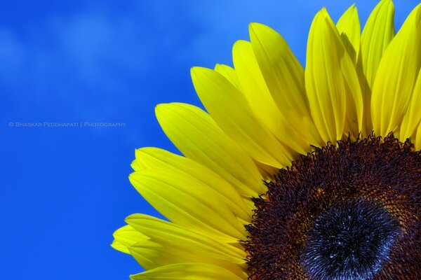 La flor del sol es un girasol. Despertar matutino