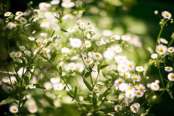 Petites fleurs délicates de marguerites