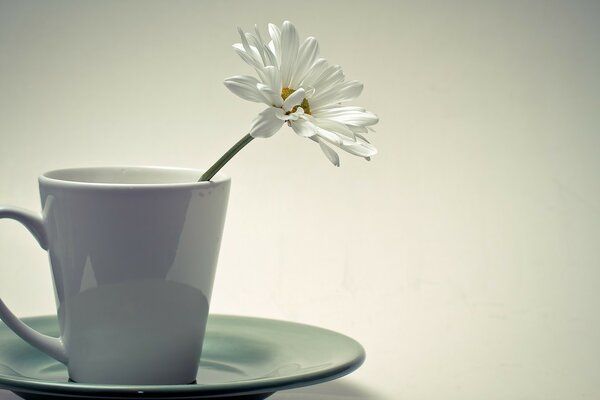 Flor blanca en taza