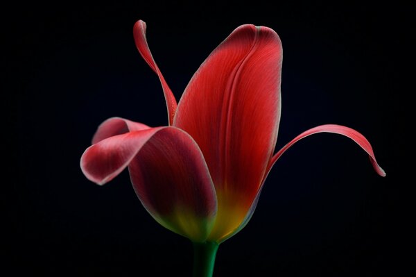 Tulip on a black background