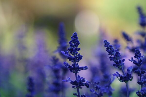 Nature background lilac summer