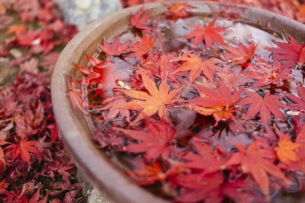 Autumn has come maple and the leaves are red