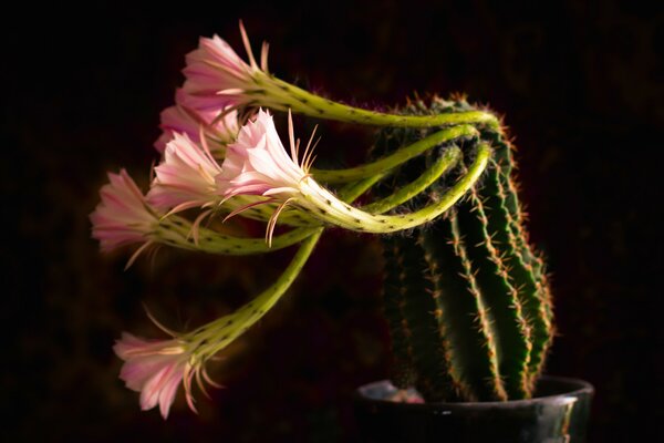 Blooming cactus on a dark background