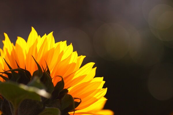 Sunflower flower on the background