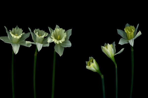 Three flowers with petals on a black background