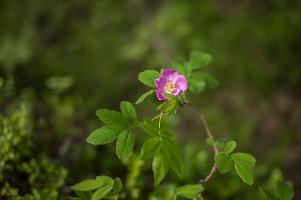 Hagebuttenzweig mit Blume und Blättern