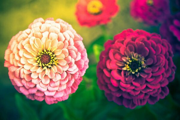 Plantas verano flores y naturaleza son tan hermosas