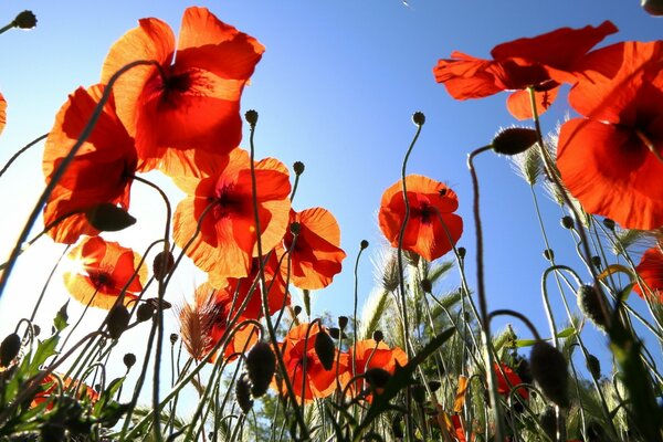 Summer field of red poppies