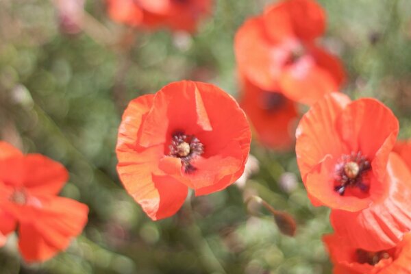 Rote Mohnblumen an einem sonnigen Tag