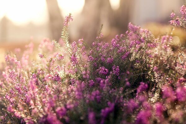 Belles fleurs dans le champ