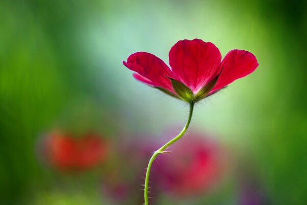 Fleur rouge sur fond flou