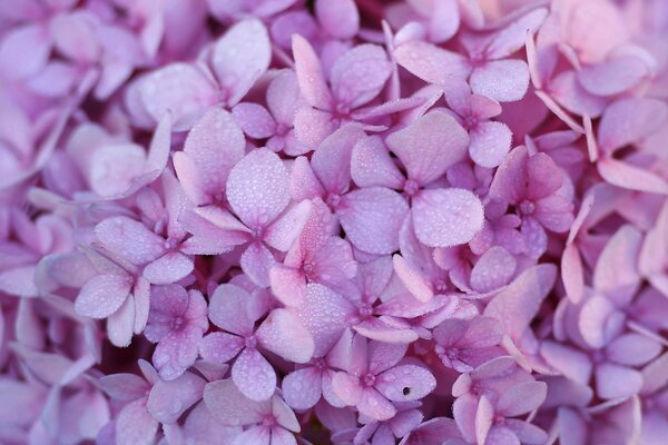 Rocío rosa púrpura Hortensia flores