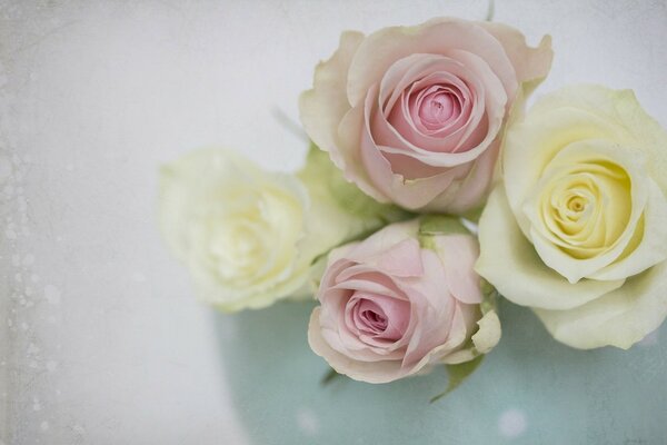 Boutons de roses délicates sur fond blanc