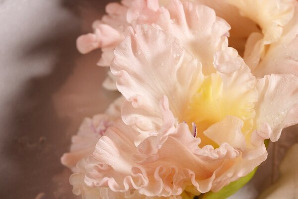 Flor de gladiolo rosa. Macro