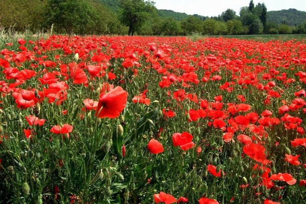 Vaste champ de coquelicots rouges