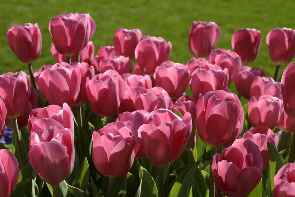 Tulipani rossi in un prato verde