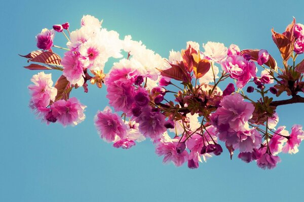 Flor de primavera rama rosa contra el cielo