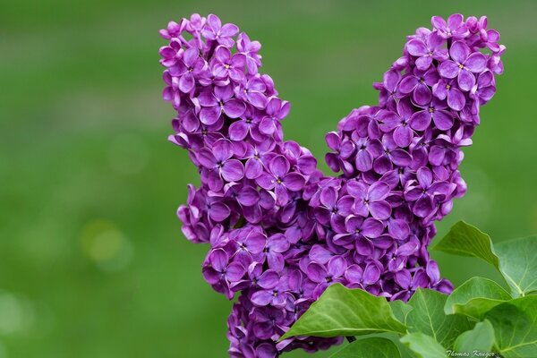 Purple lilac buds on a green background