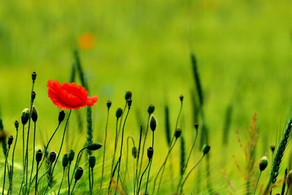 Hermoso campo verde de amapolas florecientes