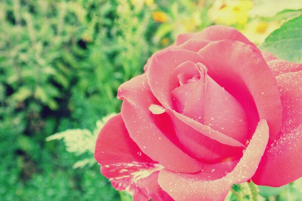 Beautiful rose with dew drops