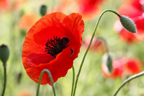 Papavero luminoso nel campo