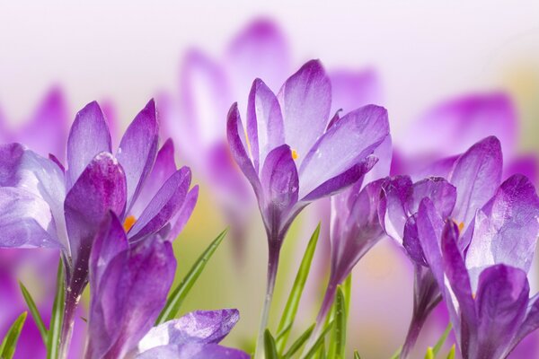 Lila Blüten ziehen in die Sonne