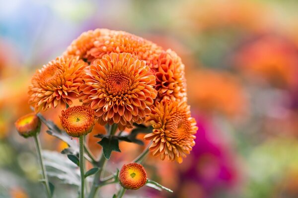 Chrysanthème ornemental sur fond de fleurs panachées