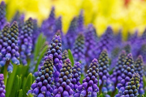 Purple flowers on a yellow background