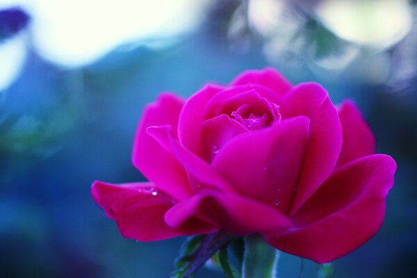 Pink rose on a blue background