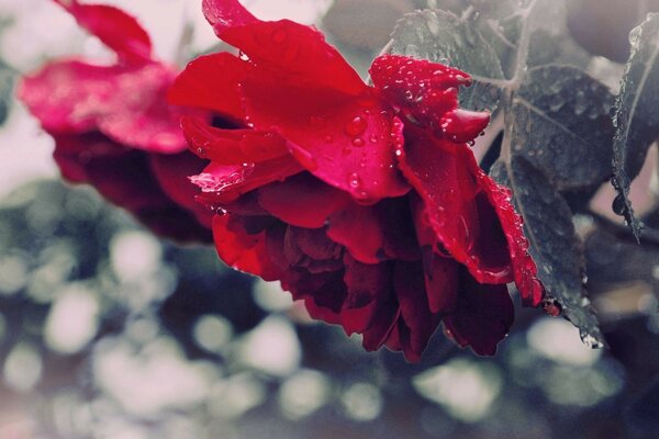 Falling red rose bud with dew drops