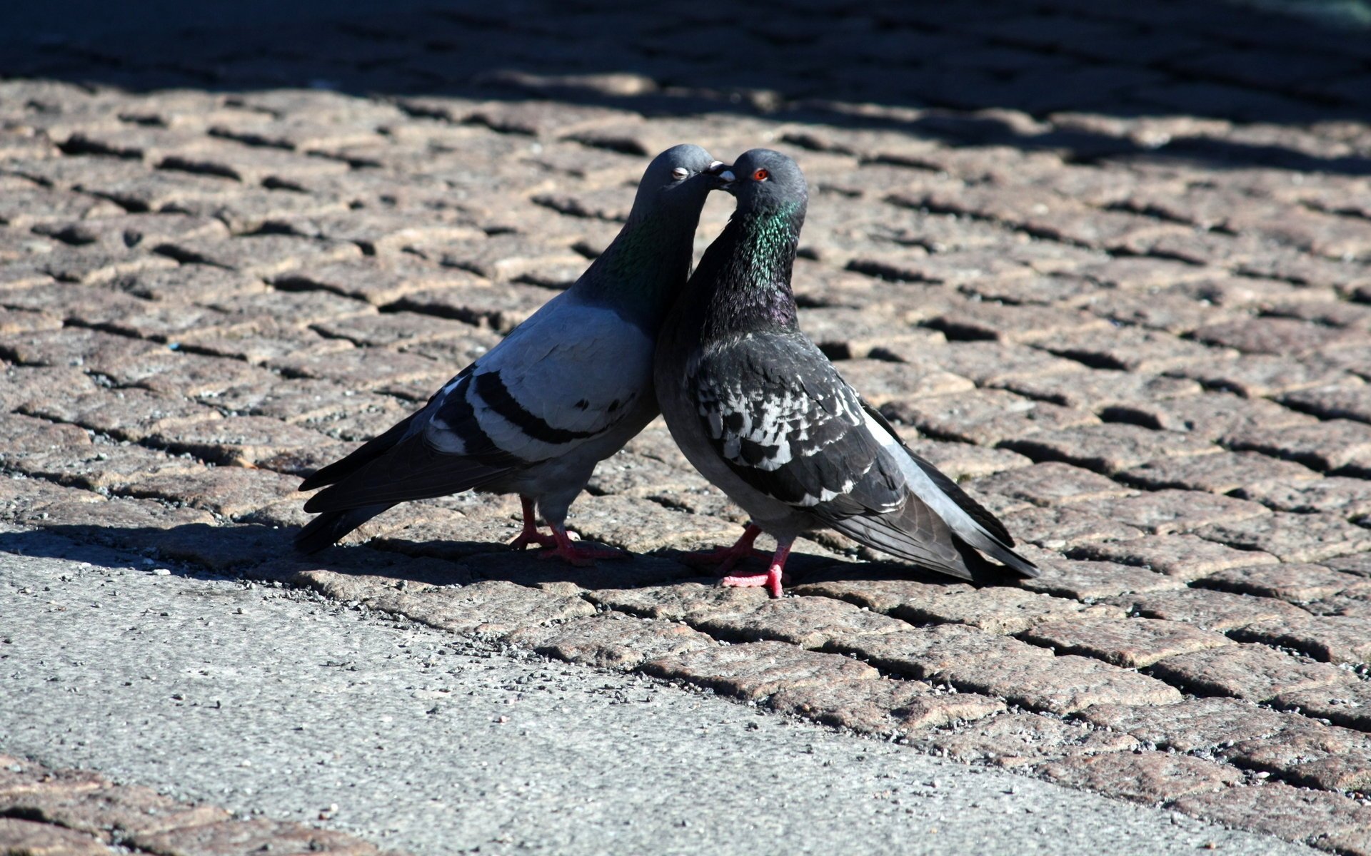 pigeons peace romantic love peace romance kiss kiss love