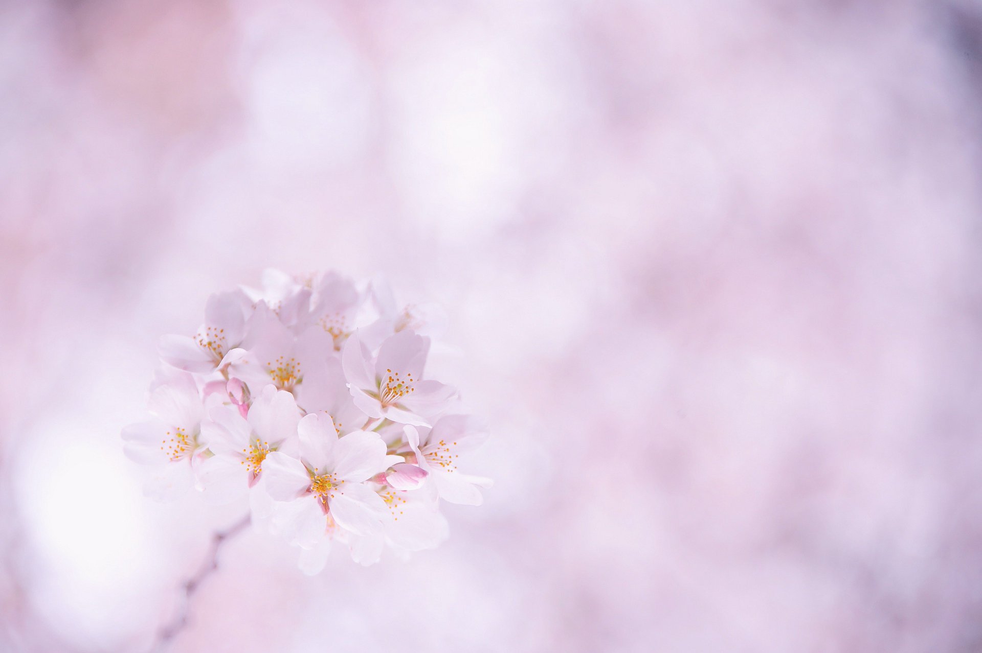 flowers sakura cherry pink petals sprig white