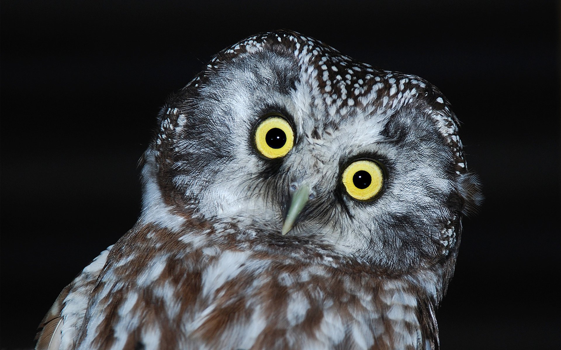 fondo oscuro búho plumaje pájaro cabeza