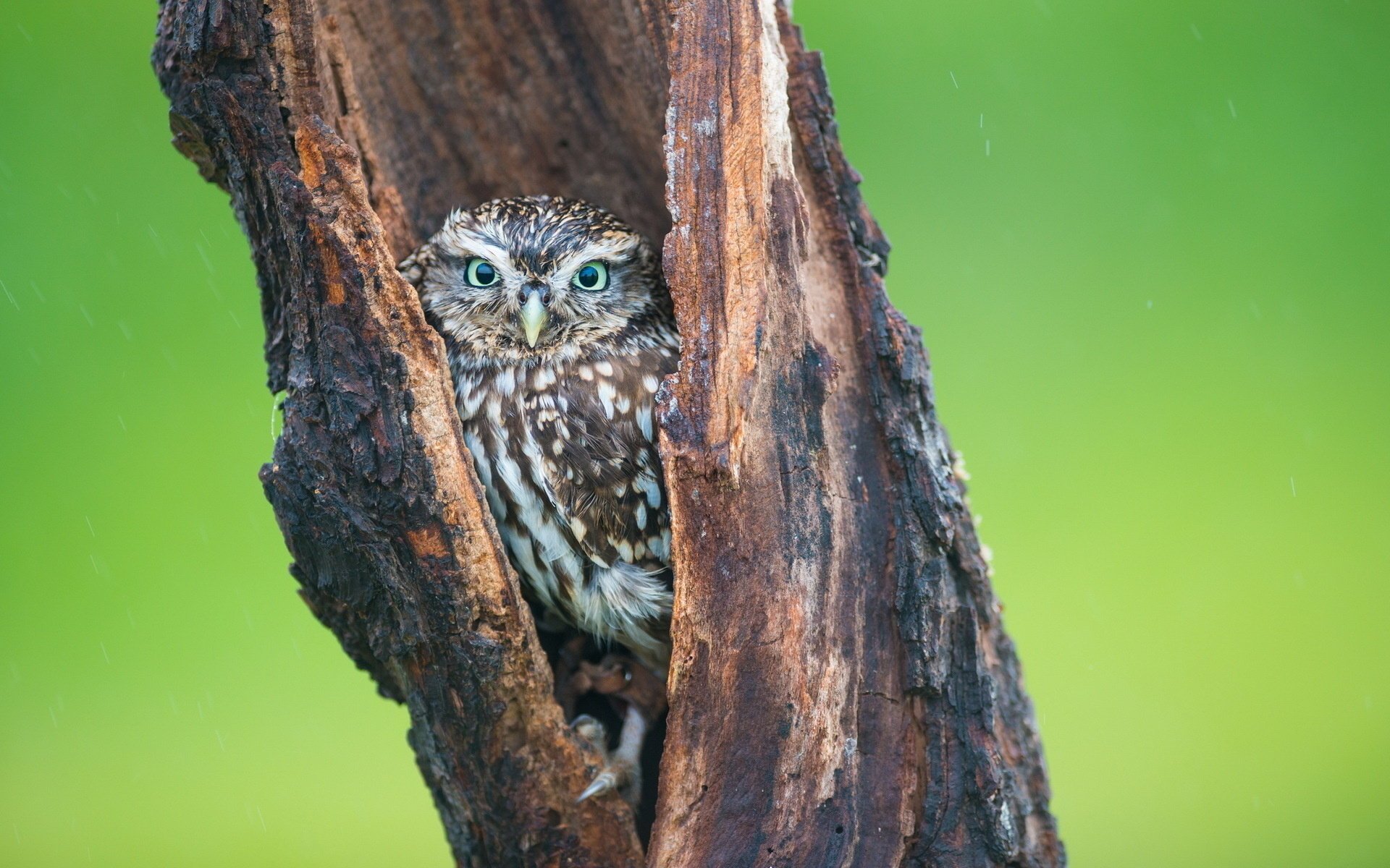 búho pájaro árbol