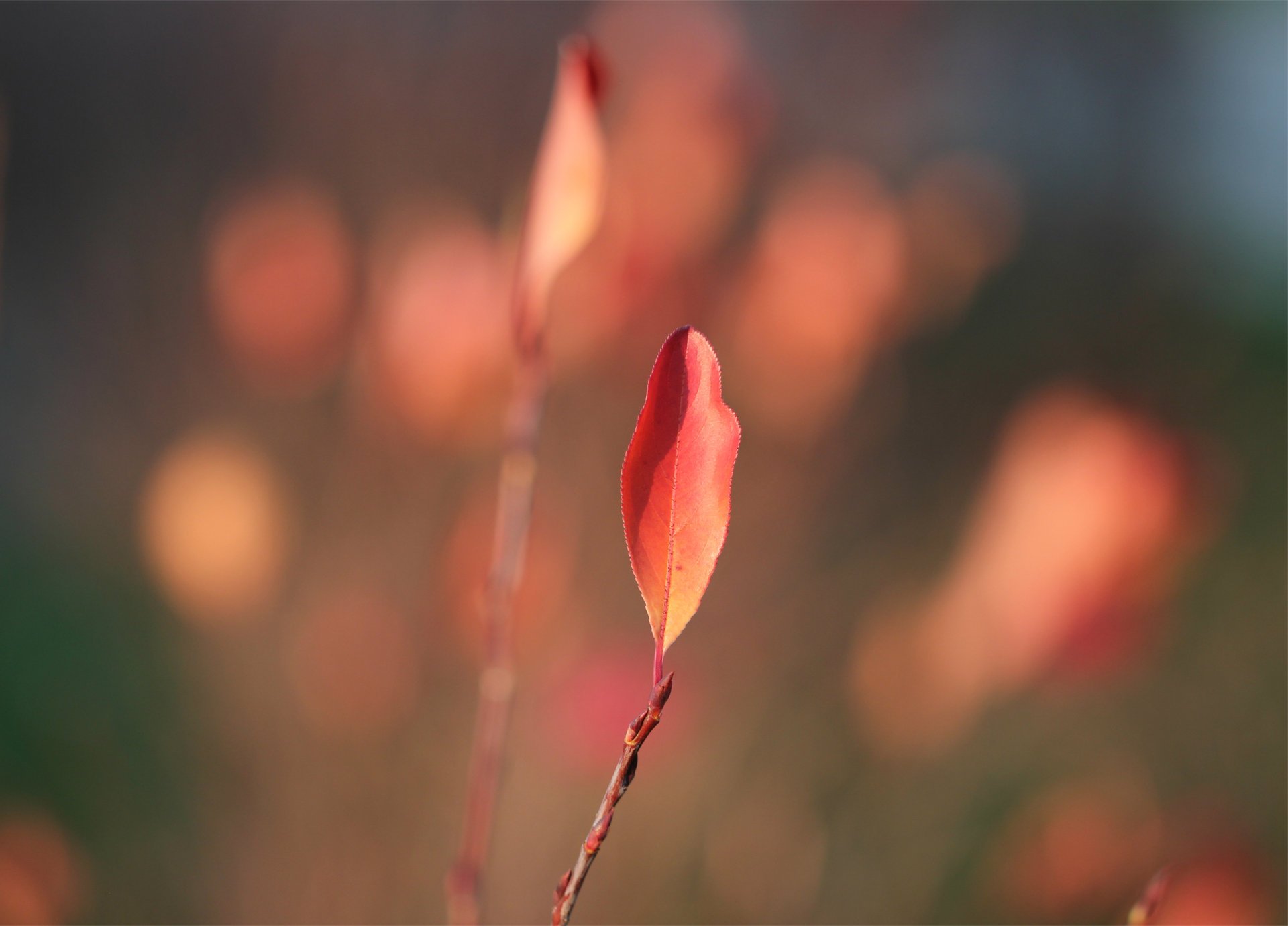 hoja hoja rojo ramas hojas otoño desenfoque