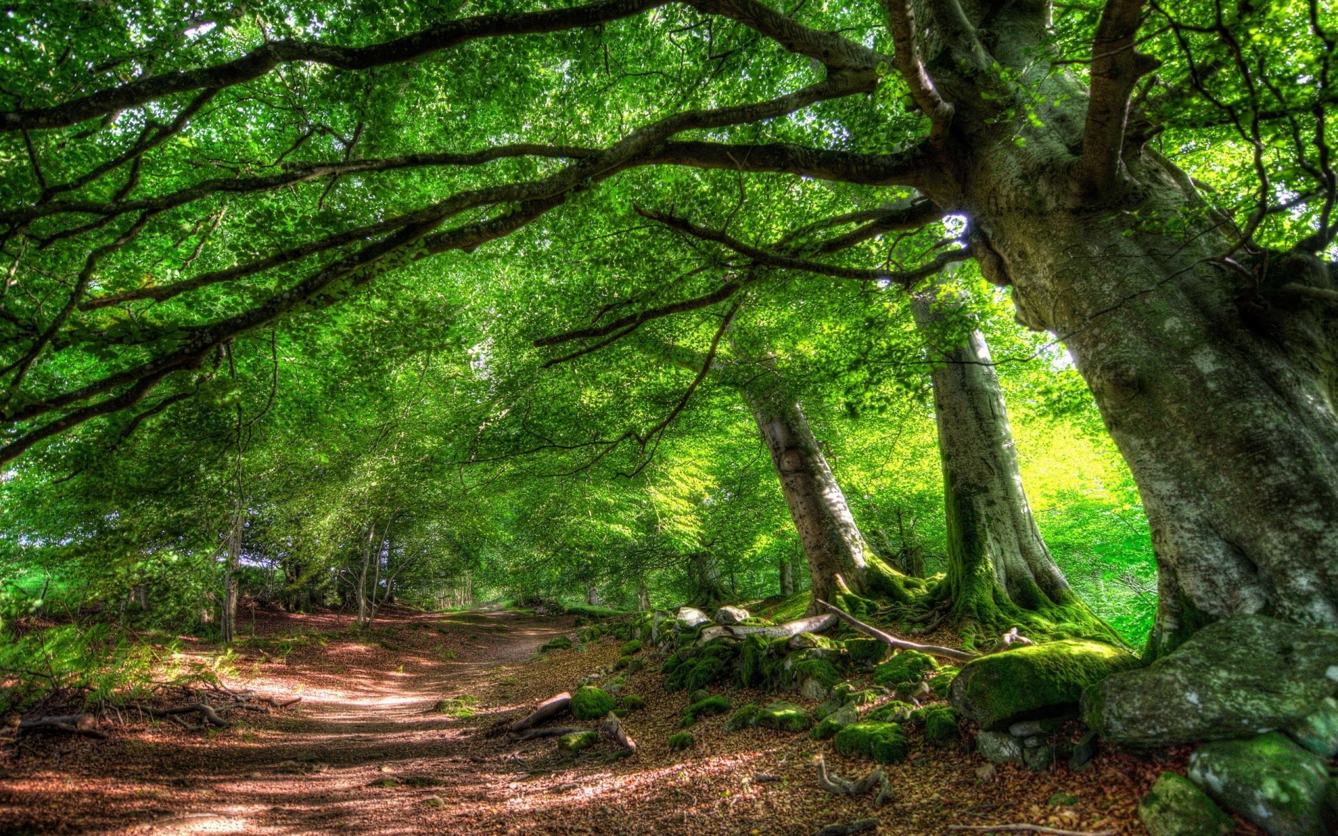 straße sommer bäume natur